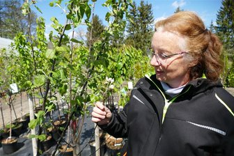 Gartensaison im Erzgebirge: Ist nach dem frostigen Fehlstart noch was zu retten? - Die Blüte dieses Apfelbaums, den Sonja Degenkolb hier näher unter die Lupe nimmt, ist erfroren.