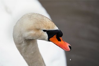 Gebackener Schwan - Weshalb alte Kochbücher einfach köstlich sind - Eine Delikatesse für den britischen König Heinrich III.