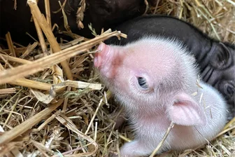 Geburt bei klirrender Kälte im Auer Zoo der Minis: Rosalie wirft neun Mini-Ferkelchen - Neun kleine Schweinchen sind im Auer Zoo der Minis geboren. Sie verstecken sich tief vergraben im Heu.