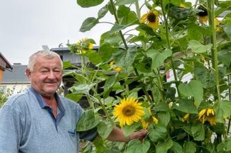Gedüngt haben die Hühner - 