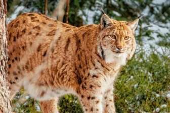 Gefährdet der Luchs den Birkhuhnschutz? - Der Freistaat will bis 2026 20 Luchse im Erzgebirge und im Elbsandsteingebirge auswildern.