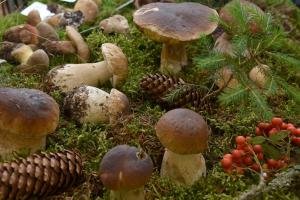 Gefährliche Pilz-Verwechslung: Das sind die giftigen Doppelgänger von Champignon & Co. - 