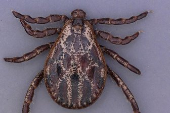 Gefährliche Zeckenart breitet sich in Sachsen immer weiter aus - Die Auwaldzecke ist etwa vier Millimeter groß und geht aktiv auf Wirtssuche. Sie bevorzugt aber Wildtiere.