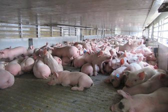 Gefährlicher Ferkel-Transport auf A 4 entdeckt - Ein Transporter mit knapp 1400 Ferkeln hatte weder Trennwände für Buchten noch Einstreu und verstieß damit gegen das Tierschutzgesetz.