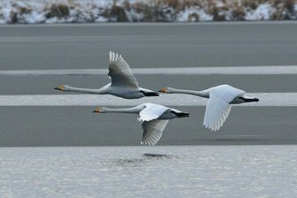Gefiederte Gäste an der Talsperre Pirk - 