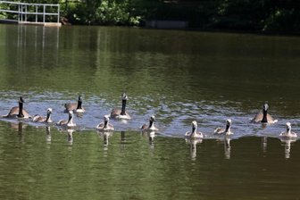 Gefiederte Kanadier mit Zuwachs - 