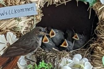 Gefiederte Untermieter machen sich im Türkranz breit - Schnäbel auf - es gibt Futter.
