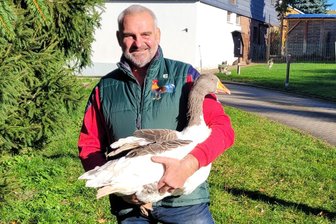 Geflügelausstellung in Lichtentanne: Der Sieger bekommt eine Weihnachtsgans - Das Geheimnis um die Gans von Uwe Bochmann wird zur Geflügelausstellung gelüftet.
