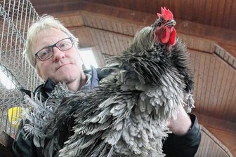 Geflügelausstellung in Rebesgrün: Warum sich Wachteleier gut für Eierlikör eignen - Der Strupphahn von Andreas Oertelt sieht zerzaust aus. Trotz dieser Optik handelt es sich um einen alten Landhuhnschlag.