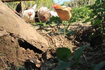 Geflügelhalter im Vogtland sind alarmiert: Füchse bei Hühnerdiebstahl immer dreister - Von außen hat ein Fuchs hier versucht, den Maschendrahtzaun des Hühnergartens zu untergraben.