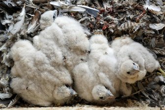 Geflügelpest-Alarm im Vogtland: Wegen Tierseuche dürfen aktuell keine Märkte mit Vögeln stattfinden - Diese jungen Wanderfalken stammen von einem Brutplatz in Werdau und stehen mit dem jüngsten Fall der Geflügelpest nicht in Verbindung.