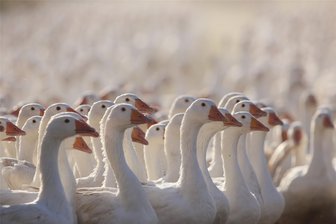 Geflügelpest auf Bauernhof im Vogtland: Gänse verendet, weitere müssen getötet werden - Die Geflügelpest bedroht Tiere im Vogtland. Auf einem Bauernhof mussten bereits Tiere getötet werden.