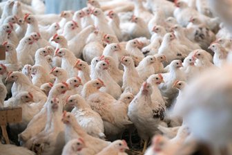 Geflügelpest breitet sich in Deutschland aus: So ist die Lage im Vogtlandkreis - Noch gibt es im Vogtlandkreis keine Stallpflicht für Geflügel.