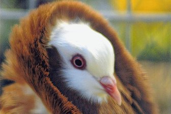Geflügelpest droht: Mittelsachsen verbietet alle Ausstellungen - Geflügelausstellungen sind in Mittelsachsen bis auf weiteres verboten. Das Bild zeigt eine Altholländische Kapuzinertaube. 