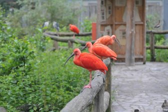 Geflügelpest im Amerika-Tierpark: Amtstierarzt zieht die Reißleine - Das Team des Limbach-Oberfrohnaer Tierparks war stolz auf die Roten Sichler, die in der Anlage lebten. Weil aber die Geflügelpest grassierte, musste auch deren Bestand diese Woche getötet werden. 