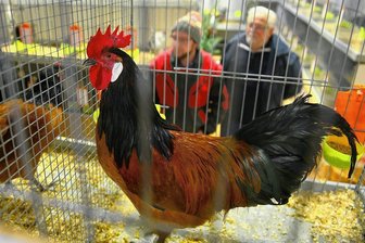 Geflügelpest im Anmarsch: Kein generelles Ausstellungsverbot in Mittelsachsen - Rassegeflügel, hier ein Vorwerk-Hahn, wird in Mittelsachsen zunächst nicht in Ausstellungen zu sehen sein. 