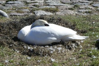 Geflügelpest im Vogtlandkreis: Tote Schwäne an Talsperre Pirk geborgen - Bei Schwänen an der Pirk hat sich der Verdacht auf Geflügelpest bestätigt (Symbolfoto).