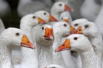 Geflügelpest: Landkreis Zwickau verfügt Ausstellungsverbot -