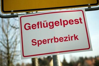 Geflügelpest: Stallpflicht im Landkreis Zwickau aufgehoben -