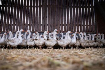 Freilandgänse stehen in einem Stall.