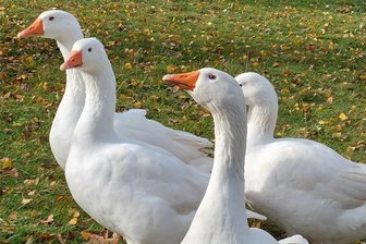 Geflügelpest überstanden: Im Vogtlandkreis entfallen alle Schutzmaßregeln und Sperrbezirke - Zwischen Klingenthal und Auerbach können Gänse ab Mittwoch wieder ins Freie.