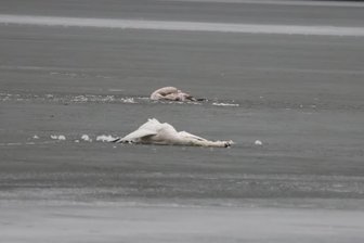 Geflügelpest-Verdacht nach Fund toter Schwäne an der Talsperre Pöhl - Im Februar waren tote Schwäne auf der damals zugefrorenen Talsperre Pöhl entdeckt worden.