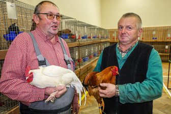Geflügelschauen im Erzgebirge in Zeiten der Vogelgrippe: Was Züchter beachten müssen - Jens Schmidt aus Stützengrün (rechts) stellt in Zschorlau Hühner der Rasse Zwerg Dresdner, Braun aus. Rolf Mildner aus Alberoda ist mit Zwerg Sachsenhühnern vertreten.
