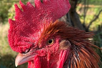 Geflügelzüchter zeigen ihre schönsten Tiere in Pappendorf - Der Geflügelzüchterverein Mobendorf zeigt am 6. und 7. Januar 335 Tiere (hier ein Symbolfoto) von 50 Ausstellern.