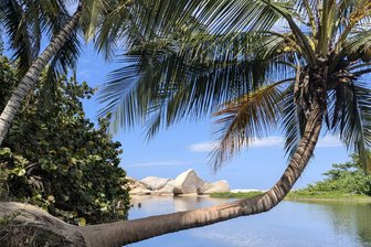 Geheimtipp Reise nach Kolumbien: Die heiligen Steine von Tayrona - Ein Stück vom Paradies: Die Palme spiegelt sich im Wasser einer Lagune.