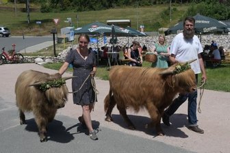 Gehörntes und Gedengeltes zum Bergwiesenfest - Zum Almauftrieb beim Bergwiesenfest in Stützengrün führten Stefanie König und Maik Werner die Hochlandrinder Uaallach und Uranus. 