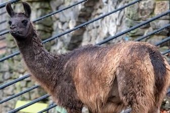 Geithainer Tierpark weiterhin geschlossen - Auch die Lamas sind bei den Besuchern beliebt. Insgesamt leben in Geithain mehr als 40 Tiere auf dem gesamten Areal.