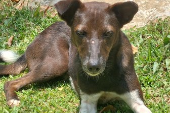 Gemeinde Weischlitz erhöht Hundesteuer - Die Hundesteuer in Weischlitz steigt ab 1. Januar 2024.