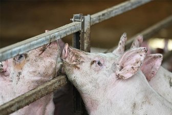 Genießergenossenschaft Sachsen: Wo das Schweinefleisch aus Königshain schon auf den Speisekarten der Restaurants steht - Von einem Balkon aus können Besucher die Duroc-Schweine in Königshain beobachten. Das Fleisch aus der Genießergenossenschaft landet längst auf den Speisekarten von Restaurants.