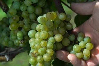 Genossenschaft nimmt Wein zurück -