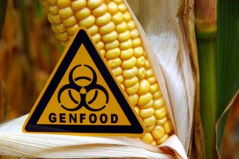 Gentechnik im Supermarkt: EU schwächt Regeln ab - Ist ein Unterschied erkennbar? Eine gentechnisch veränderte Maispflanze. (Archivbild)
