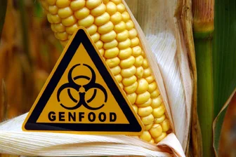 Gentechnik im Supermarkt: EU schwächt Regeln ab - Ist ein Unterschied erkennbar? Eine gentechnisch veränderte Maispflanze. (Archivbild)