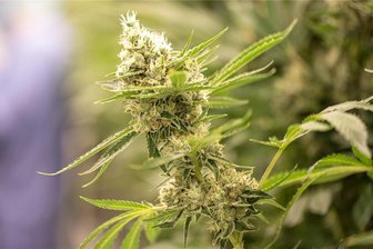 Geplante Cannabis-Amnestie: Justizbehörden müssten in Sachsen rund 7000 Strafakten prüfen - Der Bundestag hat die Liberalisierung im Umgang mit Cannabis bereits beschlossen, doch an der Ausgestaltung des Gesetzes entzündet sich nach wie vor Kritik.