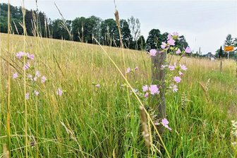 Geplanter Einkaufsmarkt in Mulda: Wie ist der Stand? - Auf dieser Wiese am Ortsausgang Mulda in Richtung Helbigsdorf soll der geplante Einkaufsmarkt entstehen.