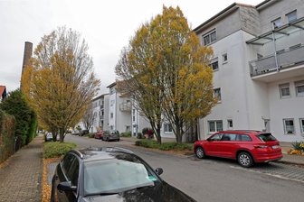 Geplanter Kahlschlag an der Schmiederstraße in Meerane: Stadtrat spricht noch einmal über umstrittene Baumfällungen - Von Anwohnern der Schmiederstraße in Meerane gibt es Kritik an der geplanten Fällung von fünf Hainbuchen.