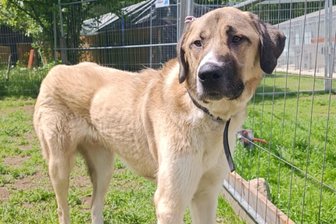 Geretteter Kangal aus Waldstück im Erzgebirge: Polizei nimmt Ermittlungen auf - Ein frei laufender Kangal war vor gut einer Woche in einem Waldstück bei Ehrenfriedersdorf gesichert worden. Er wird im Tierheim „Neu-Amerika“ versorgt.