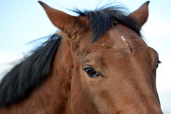 Gericht: Wegnahme von 77 Pferden war rechtens - 