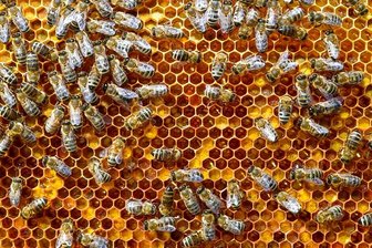 Geringswalde: Unbekannte lassen Bienen verenden -