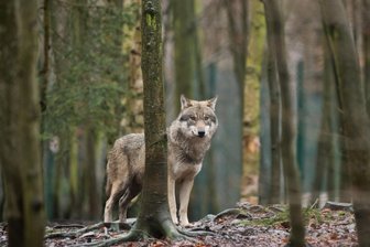 Gerissene Schafe in Lauterbach: Junger Wolf in Verdacht - Ein Wolf hat am Montagmorgen auf einer Koppel im Neukirchener Ortsteil Lauterbach mehrere Schafe gerissen.