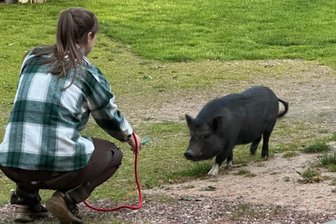 Gersdorf/Bernsdorf: Niedliches Schweinchen sorgt für Aufregung an der B 173 - Das entlaufene Schwein versuchte immer wieder zu entkommen.