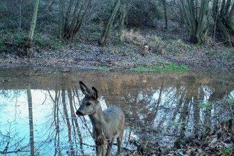 Gersdorf: Karpfenteich wird Wasserstelle und eine Suhle für Schwarzwild - Dieses Reh hat die Wildkamera von Torsten Ortleb am Teich aufgenommen.