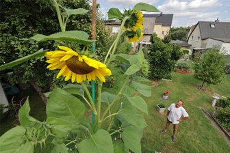 Gersdorf: Sonnenblumen, die fast bis in den Himmel wachsen - Die höchste Sonnenblume im Garten von Ronny Verse kratzt in diesem Jahr an der Fünf-Meter-Marke. Bei dieser Höhe ist Anbinden unverzichtbar, wenn der Wind die Pracht nicht umwerfen soll.