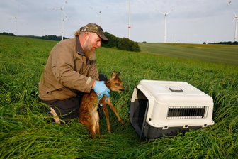 Gersdorf: Warum Rehkitzretter viel Zeit und Geld brauchen - Jagdpächter Marko Pfeiffer verstaut das im Gras gefundene Rehkitz in einer Transportbox.
