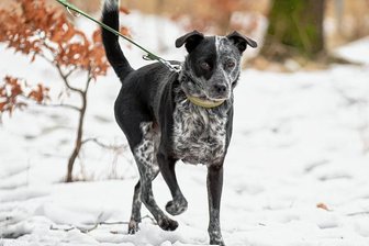 Geschenke-Aktion soll Bewohnern im Tierheim "Neu-Amerika" helfen - Bewohner wie Barry im Tierheim "Neu Amerika" können von einer Weihnachtsbaum-Aktion profitieren.