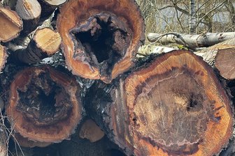 Geschichte und Verfall: Markante Birke in Auerswalde nach 100 Jahren gefällt - Wer hätte das gedacht: Der Stamm der etwa 100 Jahre Birke ist durchfault.