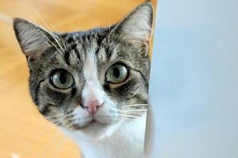 Geschickte Katze löst Polizeieinsatz aus -